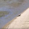 Vahşi doğada ürküten kapışma! Komodo ejderlerinin kavgası dehşete düşürdü Vahşi doğada ürküten kapışma! Komodo ejderlerinin kavgası dehşete düşürdü
