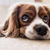 Pandemide sahiplenilen her beş köpekten biri terk edilme riskiyle karşı karşıya Pandemide sahiplenilen her beş köpekten biri terk edilme riskiyle karşı karşıya
