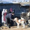 Malatya'da yıkılan ahırlarda mahsur kalan hayvanları itfaiye ekipleri kurtardı