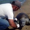 Ölü yeşil deniz kaplumbağası kıyıya vurdu Ölü yeşil deniz kaplumbağası kıyıya vurdu