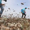 Pakistan çekirgeyle mücadeleyi İHA'larla yapacak