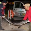 Kuşadası'nda ölü yunus bulundu Kuşadası'nda ölü yunus bulundu