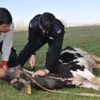 Polis, ahırdan kaçan ineği kesti!