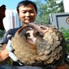 Koronavirüs araştırmalarında kayıp halka: Pangolin Koronavirüs araştırmalarında kayıp halka: Pangolin