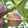 İncirde hasat sezonu sona erdi İncirde hasat sezonu sona erdi