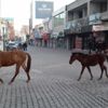 Sahipsiz gezinen atlar görenleri şaşırttı Sahipsiz gezinen atlar görenleri şaşırttı