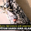 Herkes piton sandı ama alakası yok!