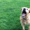 Susayan köpeğin imtihanı Susayan köpeğin imtihanı