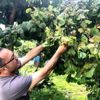 Fındık üreticisinin fiyatı beklentisi 20 TL Fındık üreticisinin fiyatı beklentisi 20 TL