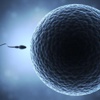 'Spermler' de obez olabiliyor 'Spermler' de obez olabiliyor
