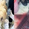 Derste sokak köpeğini kestiler