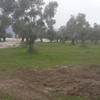 Jeotermal için zeytin ağaçlarını kestiler Jeotermal için zeytin ağaçlarını kestiler