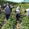 Kale de Çilek yaygınlaşıyor