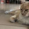 Köpeklerin korkulu rüyası 'Sarı' Köpeklerin korkulu rüyası 'Sarı'