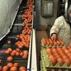 Yumurta Alırken Artık Üzerine Bakın Yumurta Alırken Artık Üzerine Bakın