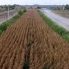Firari suçlu, drone ile yakalandı
