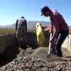 Elbistan da Çin çekirdeği hasadı başladı Elbistan da Çin çekirdeği hasadı başladı