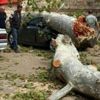 190 yıllık çınar otomobilin üzerine devrildi 190 yıllık çınar otomobilin üzerine devrildi