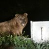Yerleşim yerlerine indiler, çöp konteynerinden beslenip ormana döndüler! Yerleşim yerlerine indiler, çöp konteynerinden beslenip ormana döndüler!