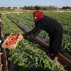 İsrail'in saldırıları çilek arazilerini vurdu