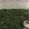 Jandarmadan eş zamanlı kenevir operasyonları Jandarmadan eş zamanlı kenevir operasyonları