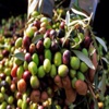 Marmarabirlik Koç Grubu İle Anlaştı