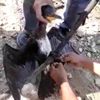 Ayağına misina dolanan balıkçıl kuşunu kurtardı Ayağına misina dolanan balıkçıl kuşunu kurtardı