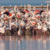 Flamingo adasında 7 bin yavru