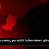 Sakarya da yamaç paraşütü tutkunlarının görsel şöleni ...