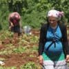 Fiyatı uçtu, tarlalara akın ettiler Fiyatı uçtu, tarlalara akın ettiler