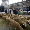 Paris'te koyunlarının telef olduğunu söyleyen köylüler gösteri düzenledi