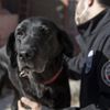 Polislerin can yoldaşı 'hassas burunlar' Polislerin can yoldaşı 'hassas burunlar'