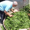 Çiftçilerin ÇAYKUR protestosu Çiftçilerin ÇAYKUR protestosu