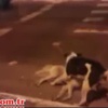 Köpek insanlık dersi verdi Köpek insanlık dersi verdi