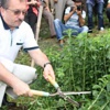 Stevia'da ikinci hasat Stevia'da ikinci hasat