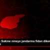 Tunceli de Sakine nineye jandarma fidan dikerek yardım ...