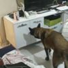Son dakika: Bursa'da zehir tacirlerine darbe! Narkotik köpeği 'Fırtına' ile uyuşturucu operasyonu: 6 gözaltı