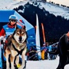 Kızak köpekleri Fransa'da yarıştı Kızak köpekleri Fransa'da yarıştı
