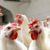 Kuş gribi nedeniyle 130 bin tavuk itlaf ediliyor Kuş gribi nedeniyle 130 bin tavuk itlaf ediliyor