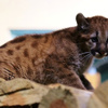 Puma yavrusunun ismi anketle belirlendi Puma yavrusunun ismi anketle belirlendi