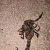 Akrepler çoğaldı köylüler paniğe kapıldı Akrepler çoğaldı köylüler paniğe kapıldı