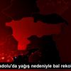 Doğu Anadolu da yağış nedeniyle bal rekoltesi azaldı