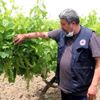 Üzüm bağlarında sıcak hava tehlikesi
