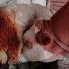 Koyunun sütü azalınca şüphelendi, ahırda nöbet tutunca gözlerine inanamadı! Koyunun sütü azalınca şüphelendi, ahırda nöbet tutunca gözlerine inanamadı!
