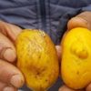 Patatese benzeyen yumurta şaşırttı Patatese benzeyen yumurta şaşırttı