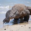 Komodo ejderinin korkunç av yöntemi Komodo ejderinin korkunç av yöntemi