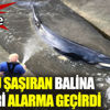 Yolunu şaşıran balina ekipleri alarma geçirdi Yolunu şaşıran balina ekipleri alarma geçirdi