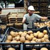Türkiye Yalova kivisine doyacak