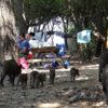 Yaban domuzları piknik alanlarına indi Yaban domuzları piknik alanlarına indi