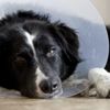 Hasta köpeğine bakmak için işe gitmeyen akademisyene ücretli izin Hasta köpeğine bakmak için işe gitmeyen akademisyene ücretli izin